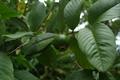 common guava